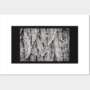 Cottonwood Tree Bark Abstract Posters and Art